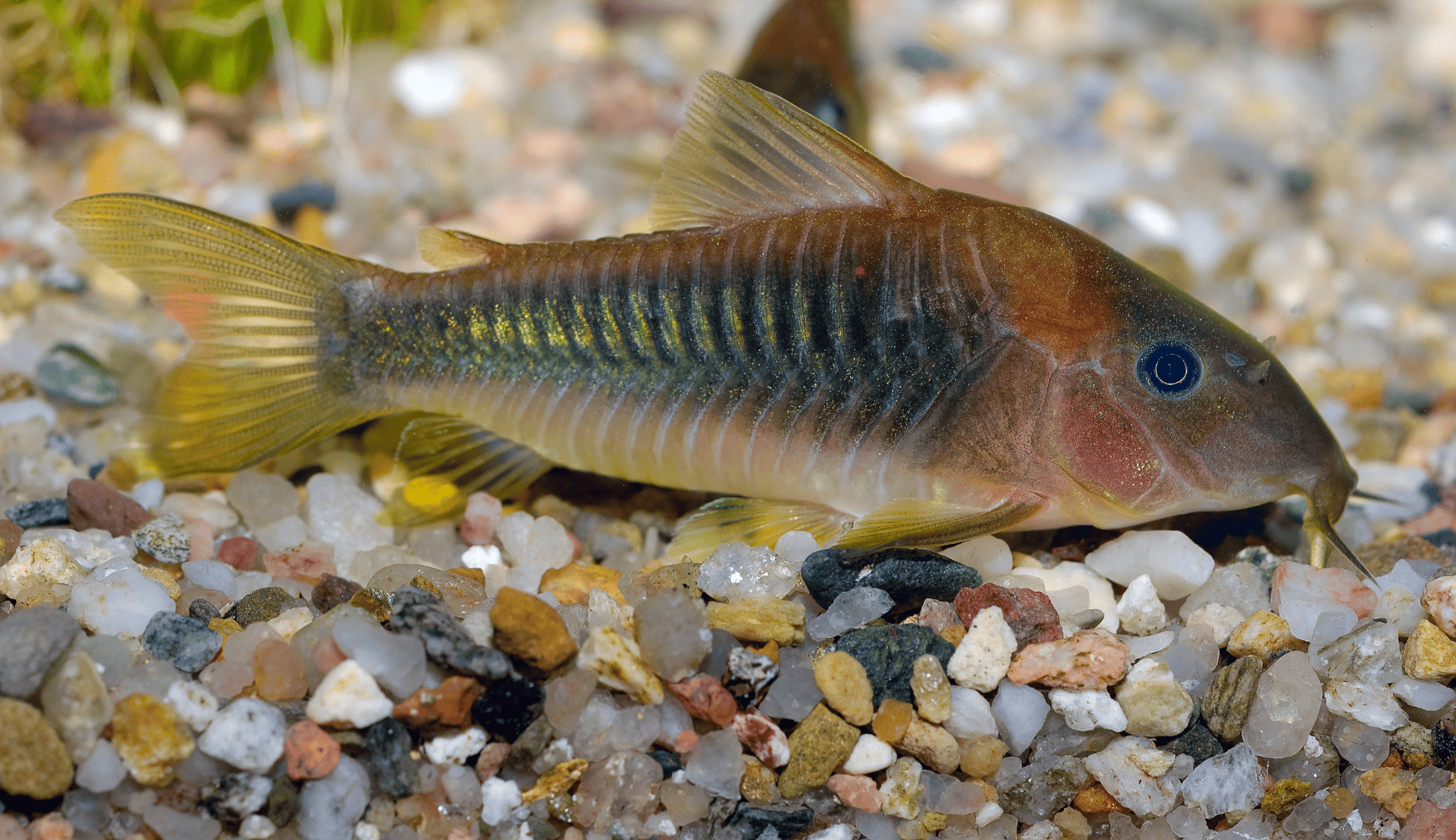 bronzecory.png