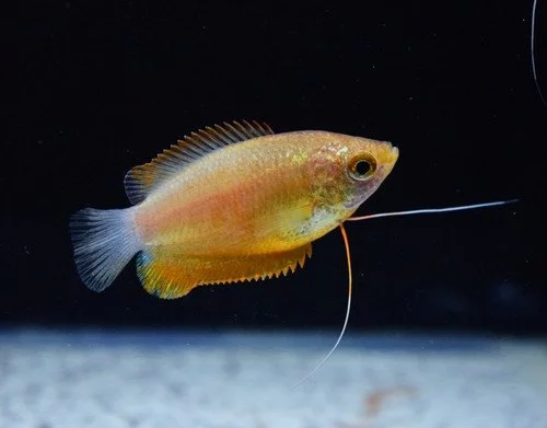 Honey_Sunset_Red_Gourami__95682.jpg