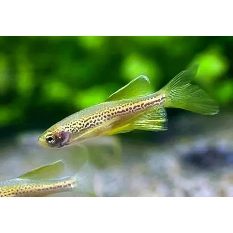 gold-longfin-leopard-danio-1749209597.webp