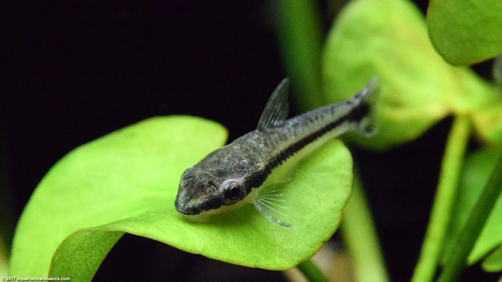 otocinclus-affinis.webp