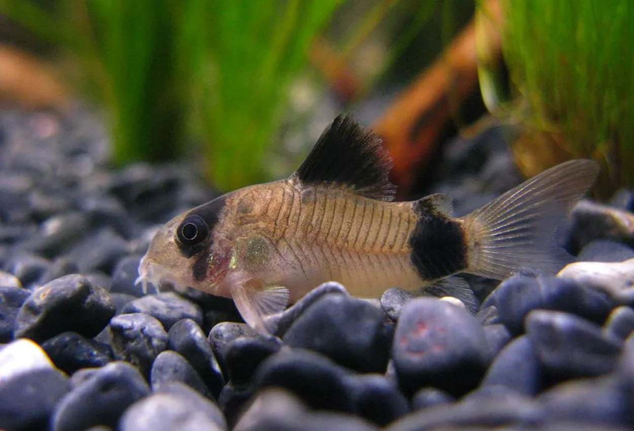 Corydoras Panda