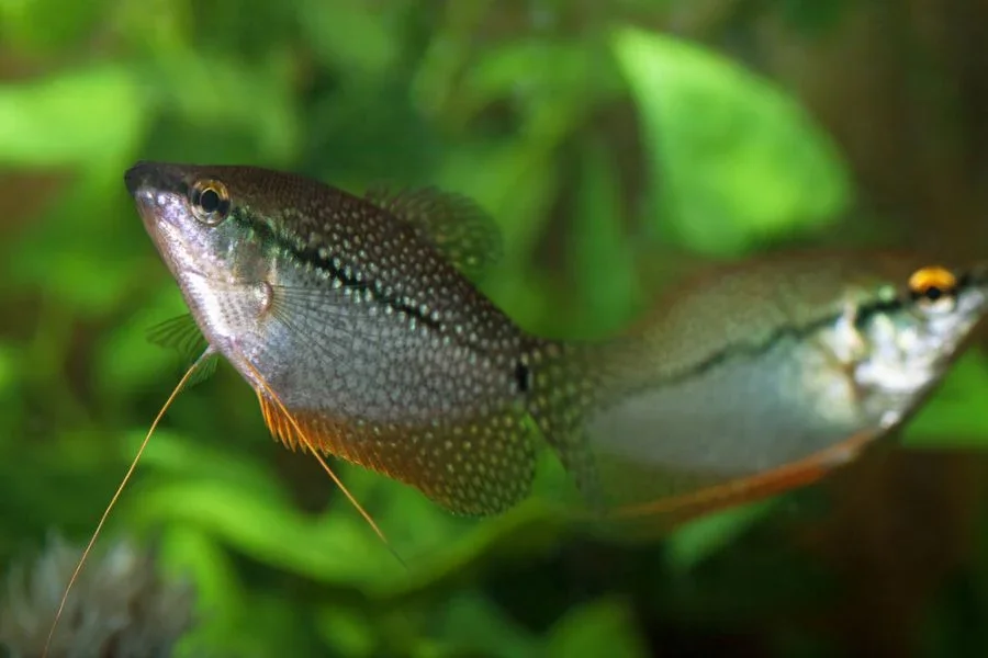 Gourami Perlé