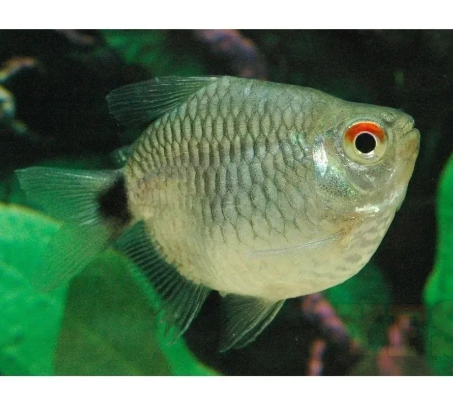 X20-Ballon-Red-Eye-Tetra-Package-Freshwater-Fish-Package.webp