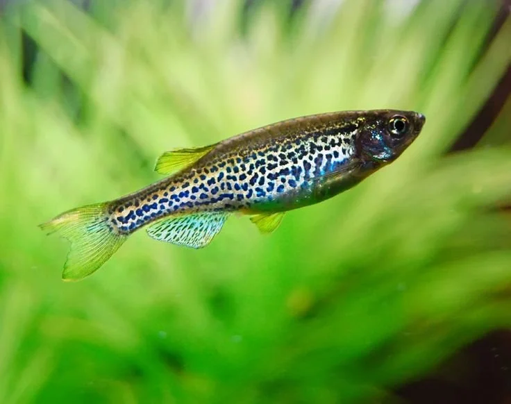 danio.jpg