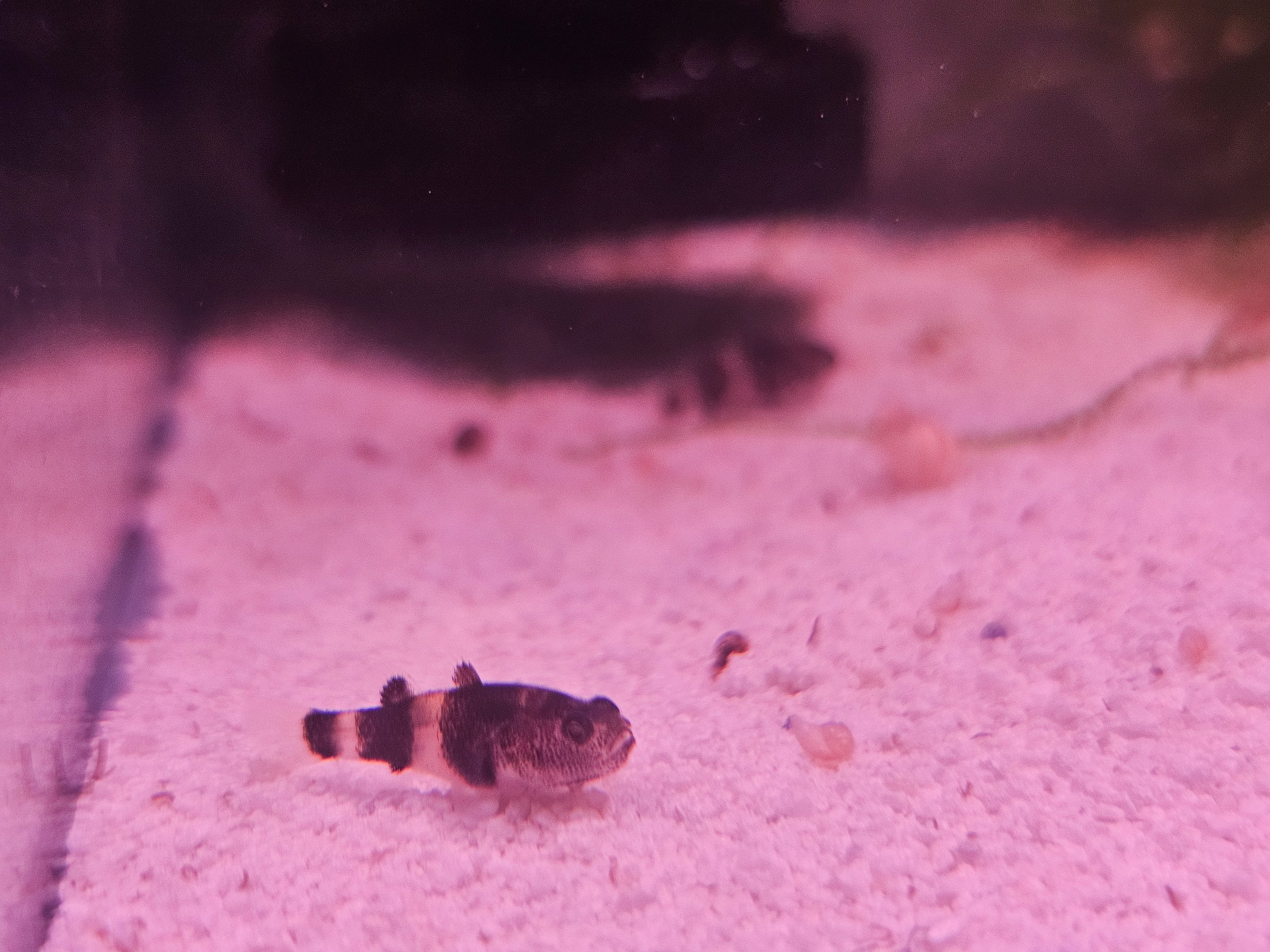 Bumble Bee Goby