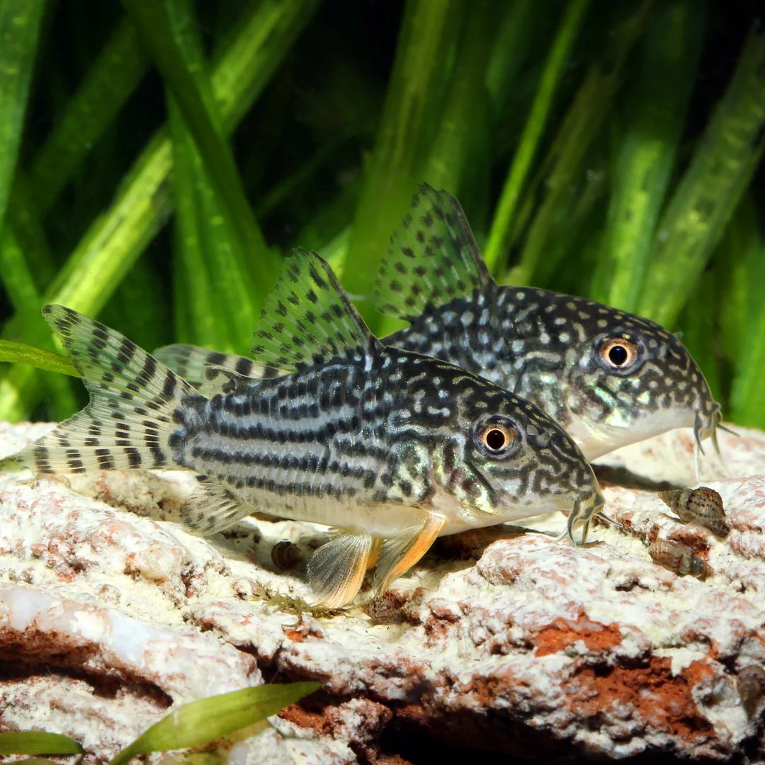 Corydoras Sterbai