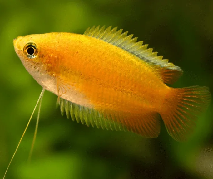honey-gourami-b0dc78b0-24d8-4c93-922d-2d3f9ee2c80-resize-750.webp
