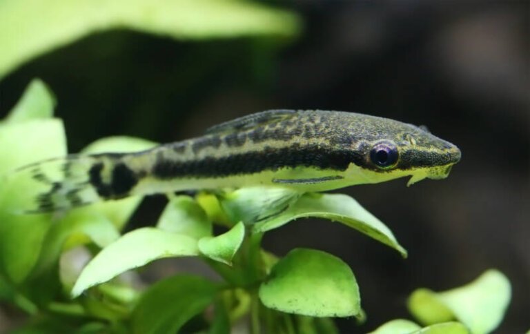 otocinclus-768x484.jpg