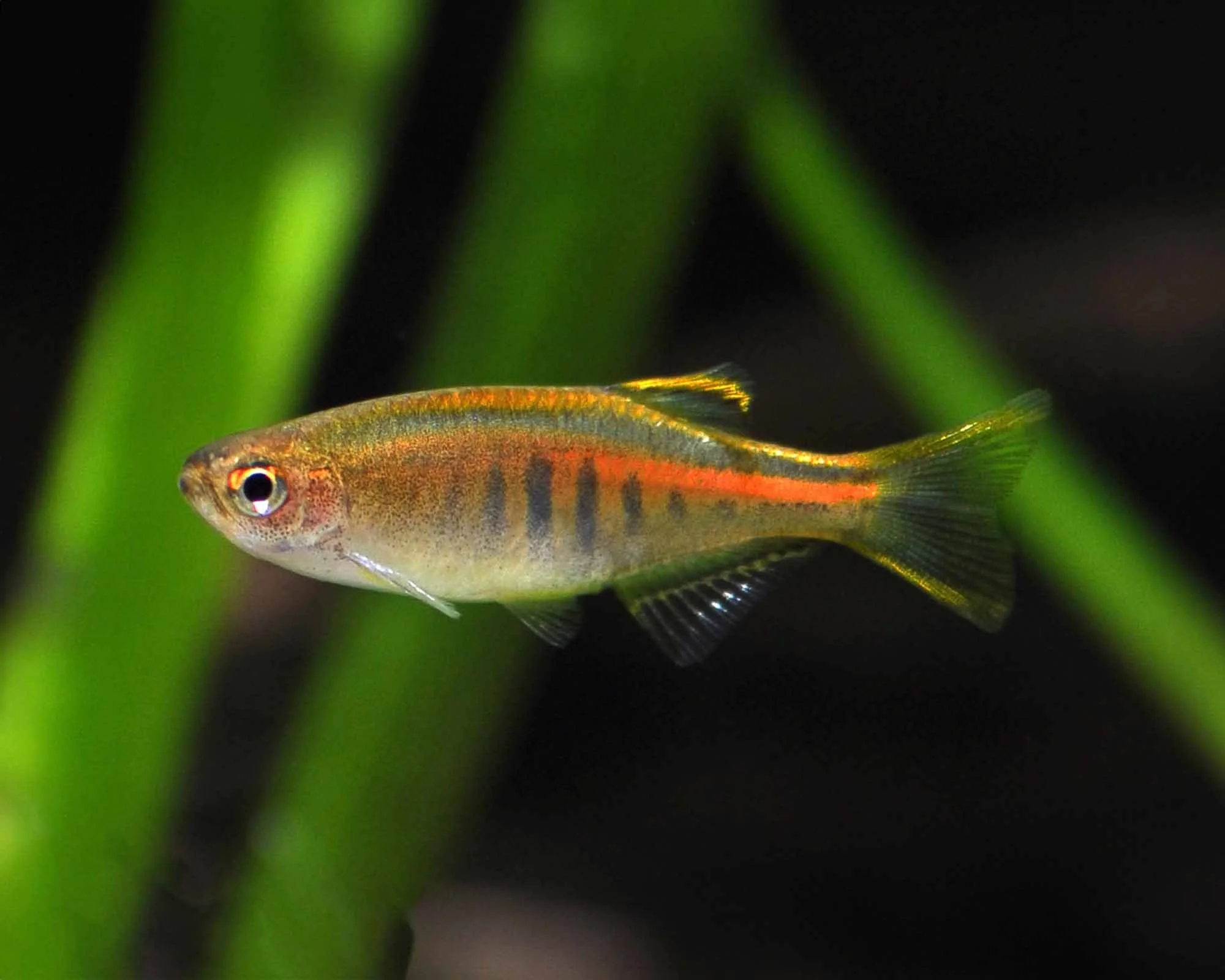 Danio GlowLight