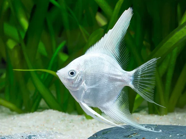 Scalaire blanc platinum