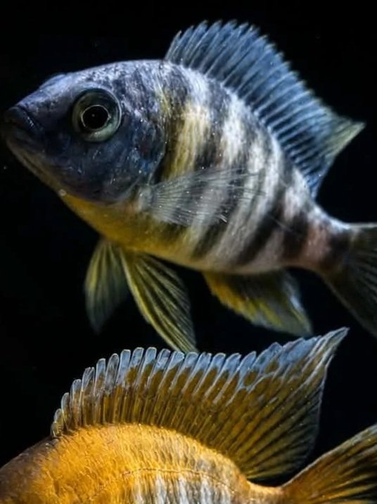 Cichlid Taiwan Reef
