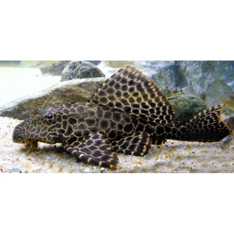 pleco-leopard.jpg