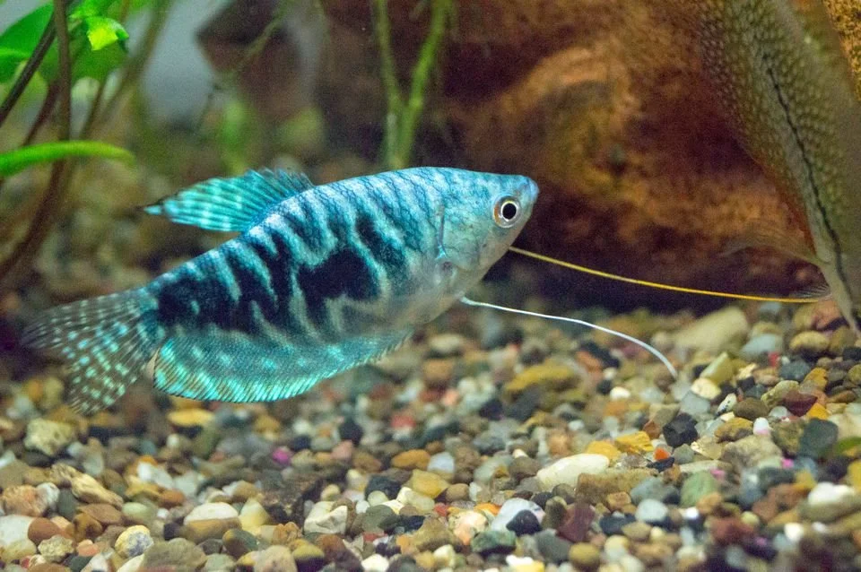 Gourami bleu tacheté