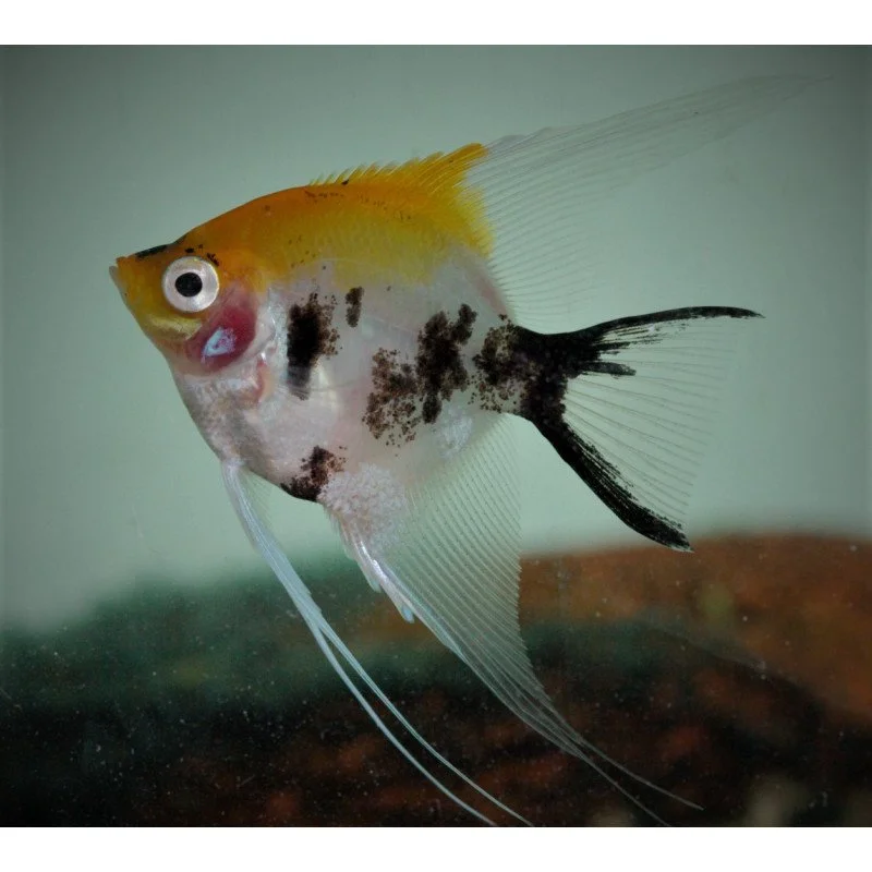 pterophyllum-scalare-scalaire-koi-front-orange-3-4-cm.jpg