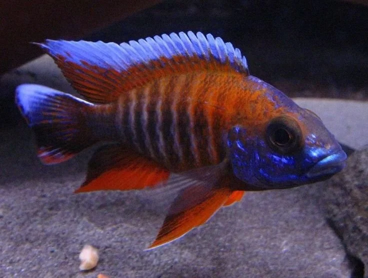 Jacobfreibergi cichlid