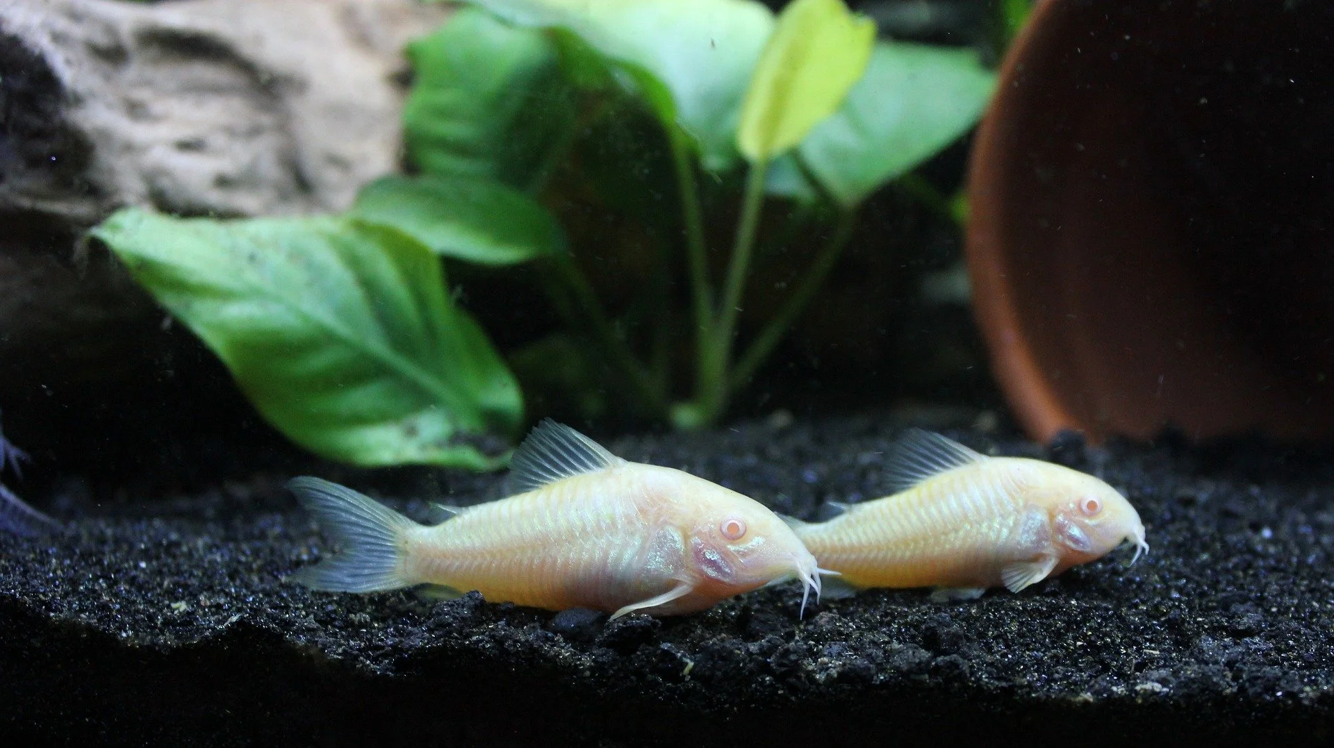 Corydoras Albino