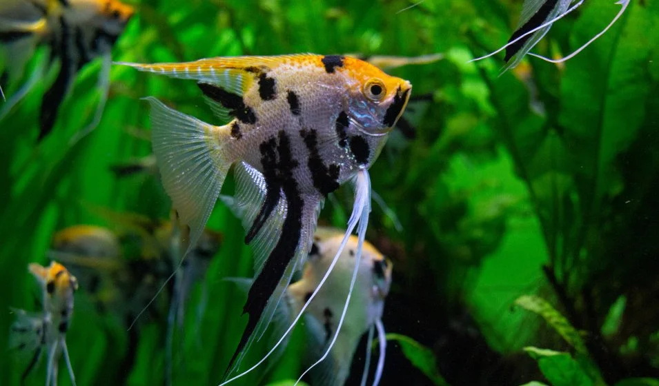 s_occuper_scalaires_aquarium_3.jpeg