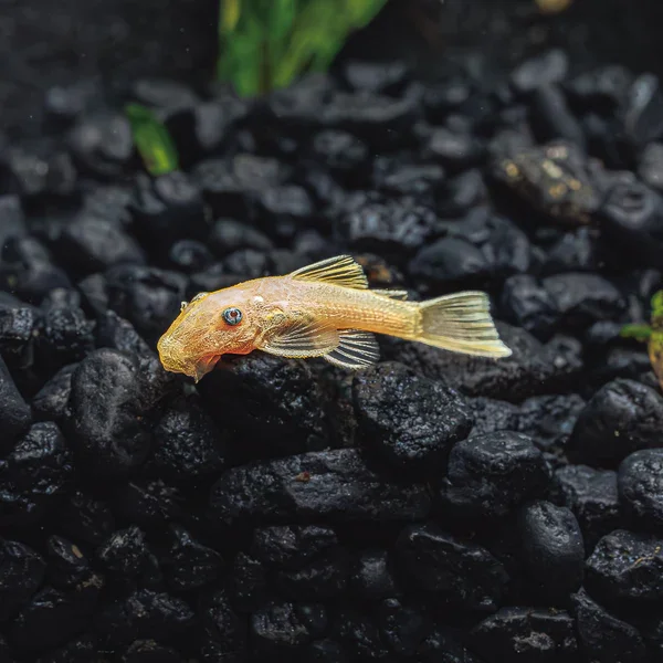 plecobebe.webp