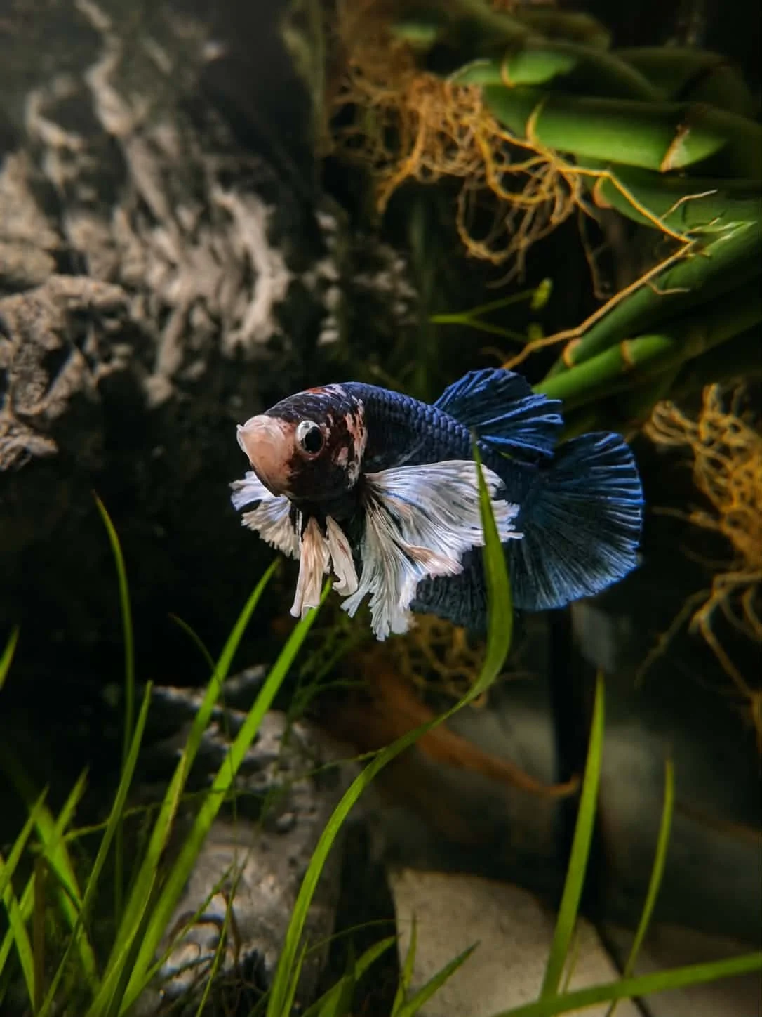 Betta Dumbo Mâle