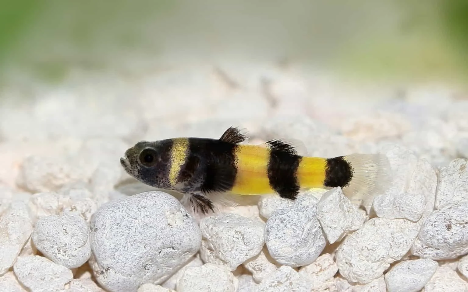 Bumblebee-Goby-Fish-1536x960.jpeg