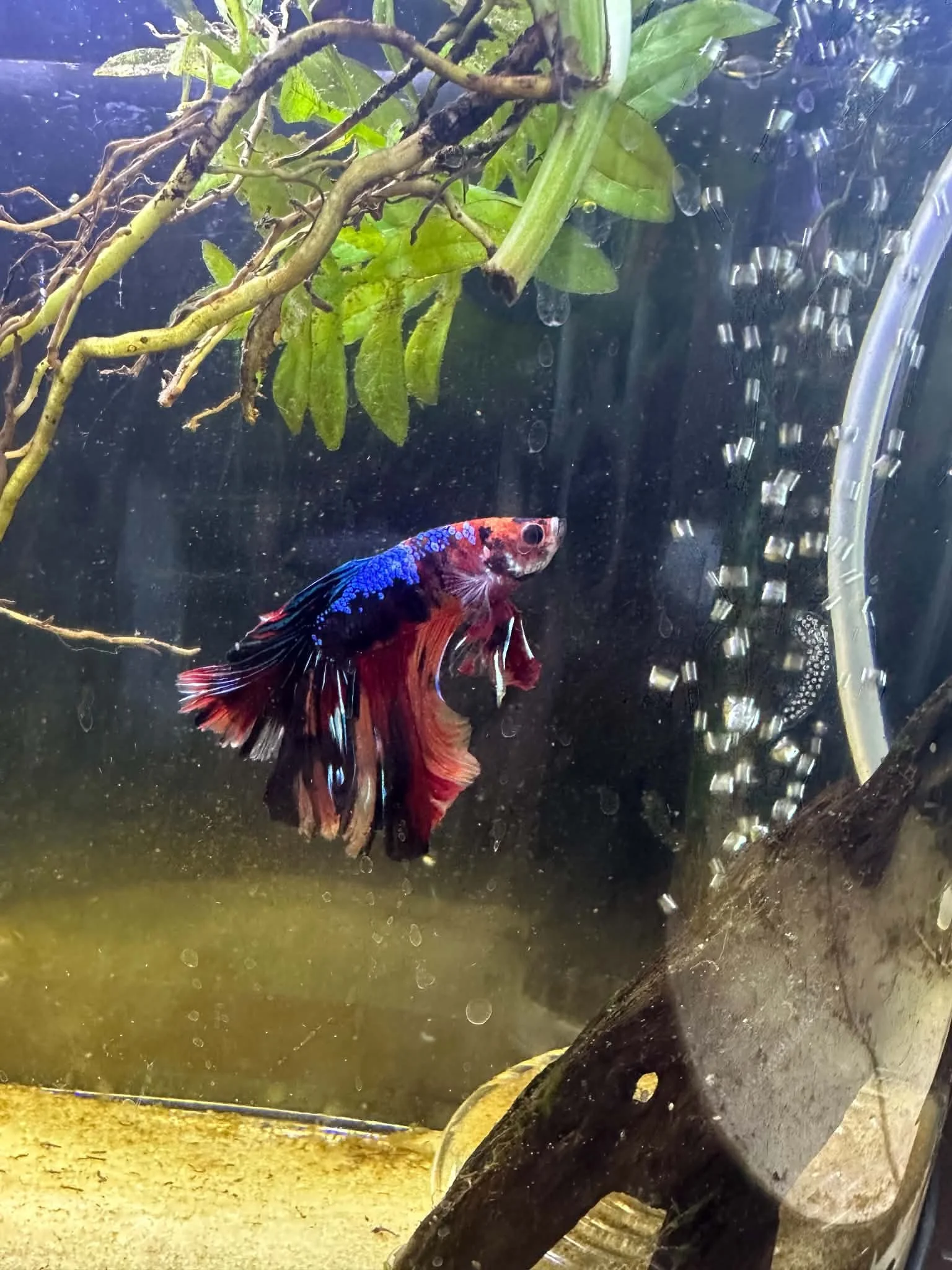 Betta Koi Mâle