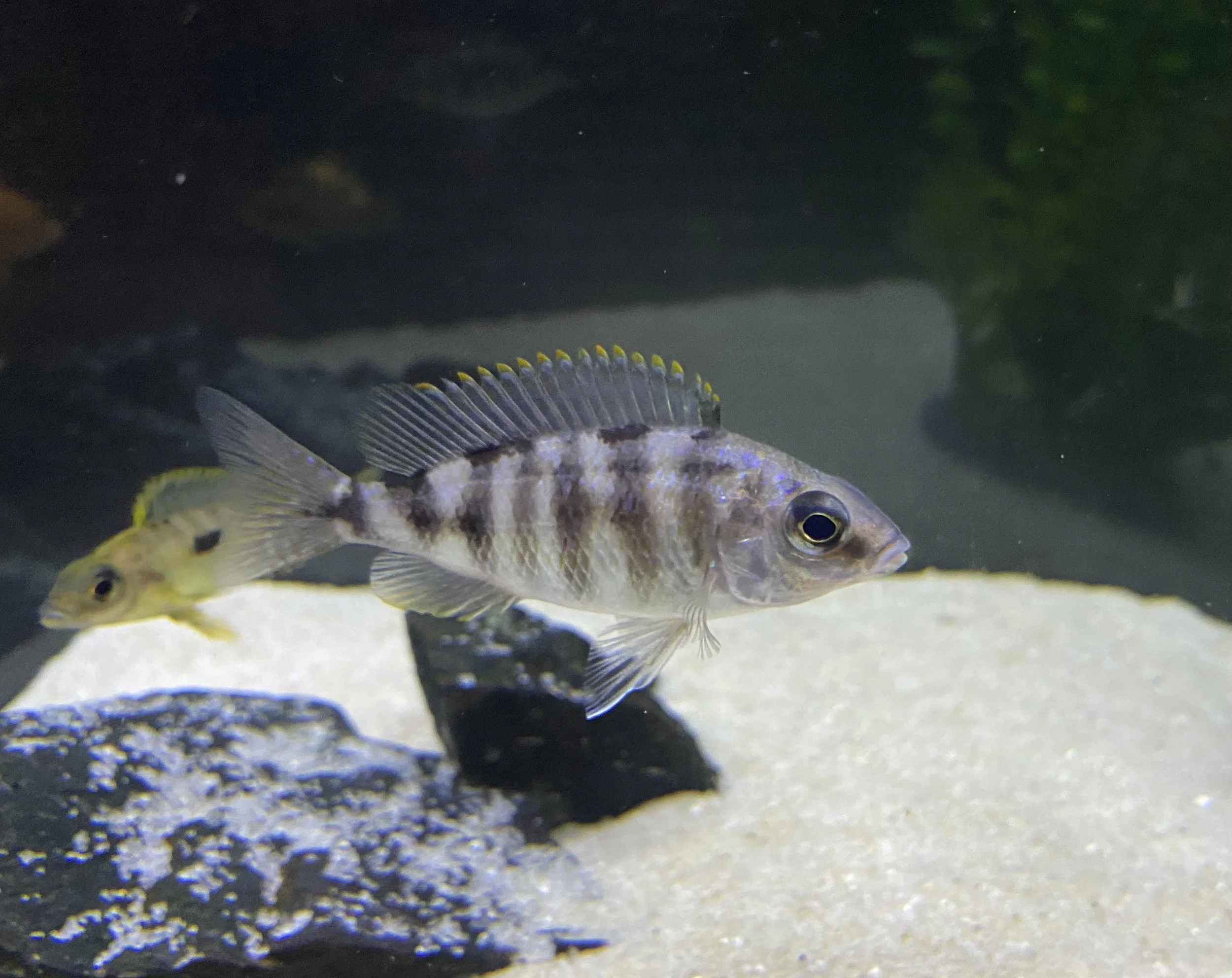 taiwanreef.k.jpg