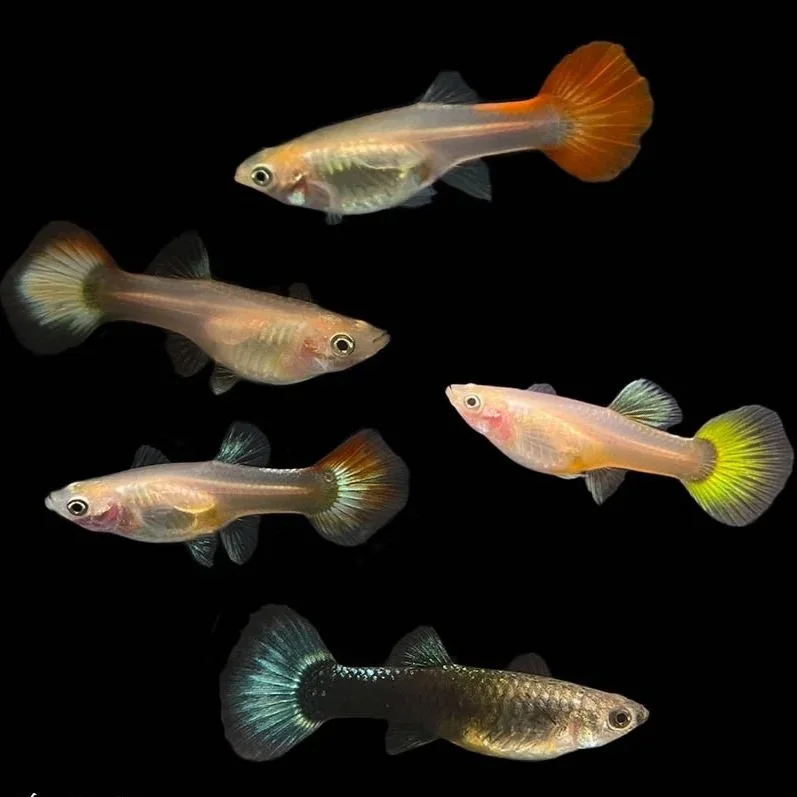 assorted-guppy-female.jpg