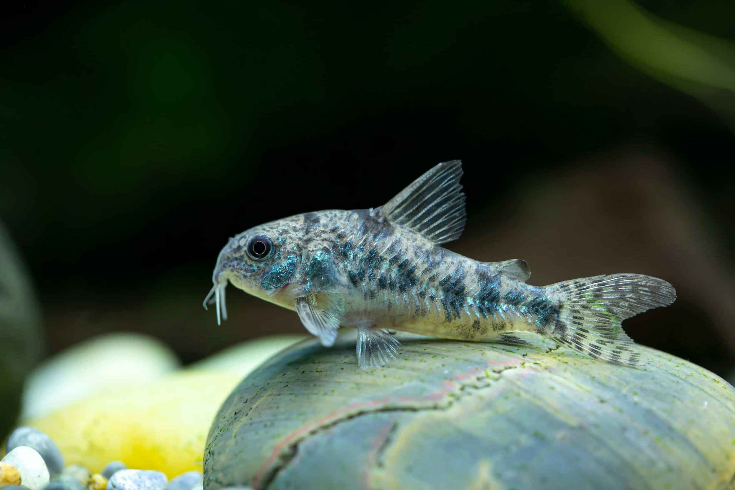 Corydoras Peppered