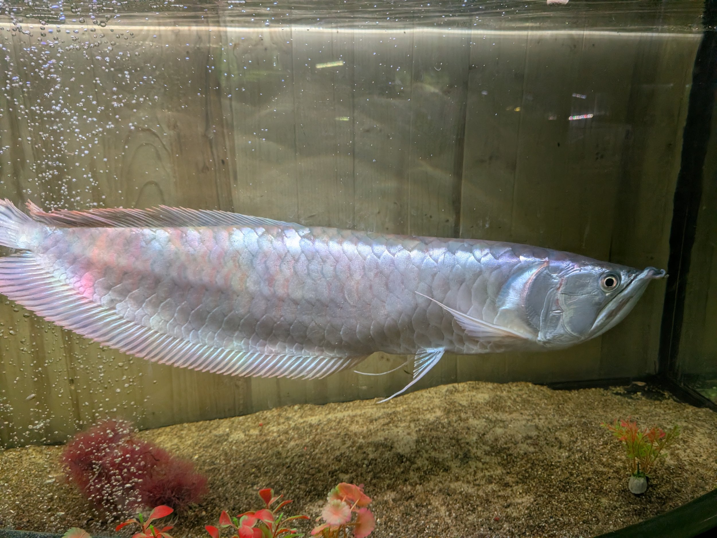 Silver Arowana