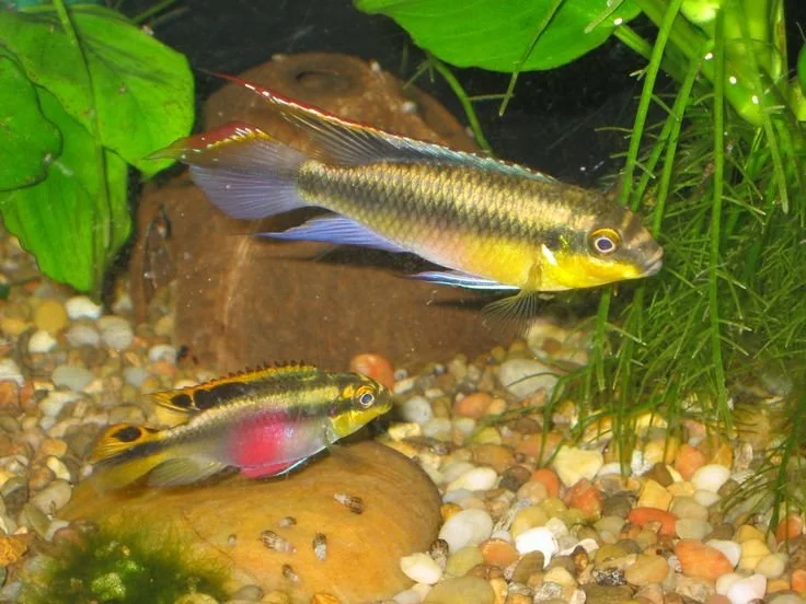 Kribensis