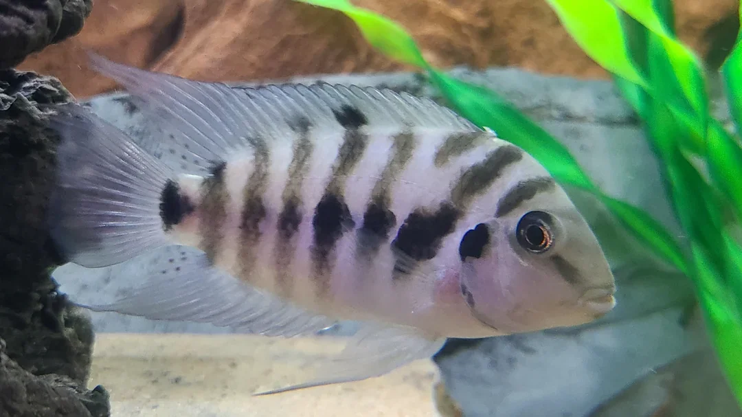 ft-new-jersey-lf-3inch-malawi-peacock-this-is-a-3inch-v0-7r7c9lj9muub1.webp