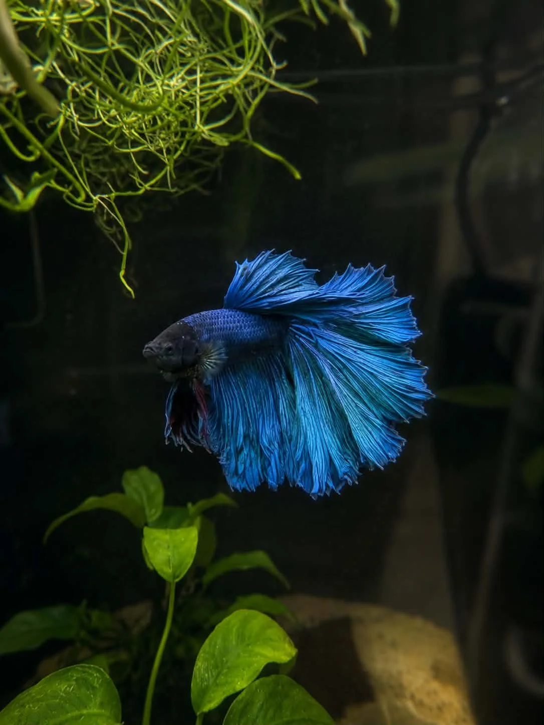 Betta mâle Super Delta
