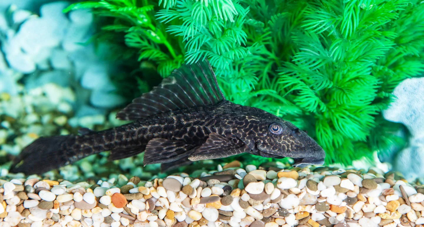 Pleco Commun