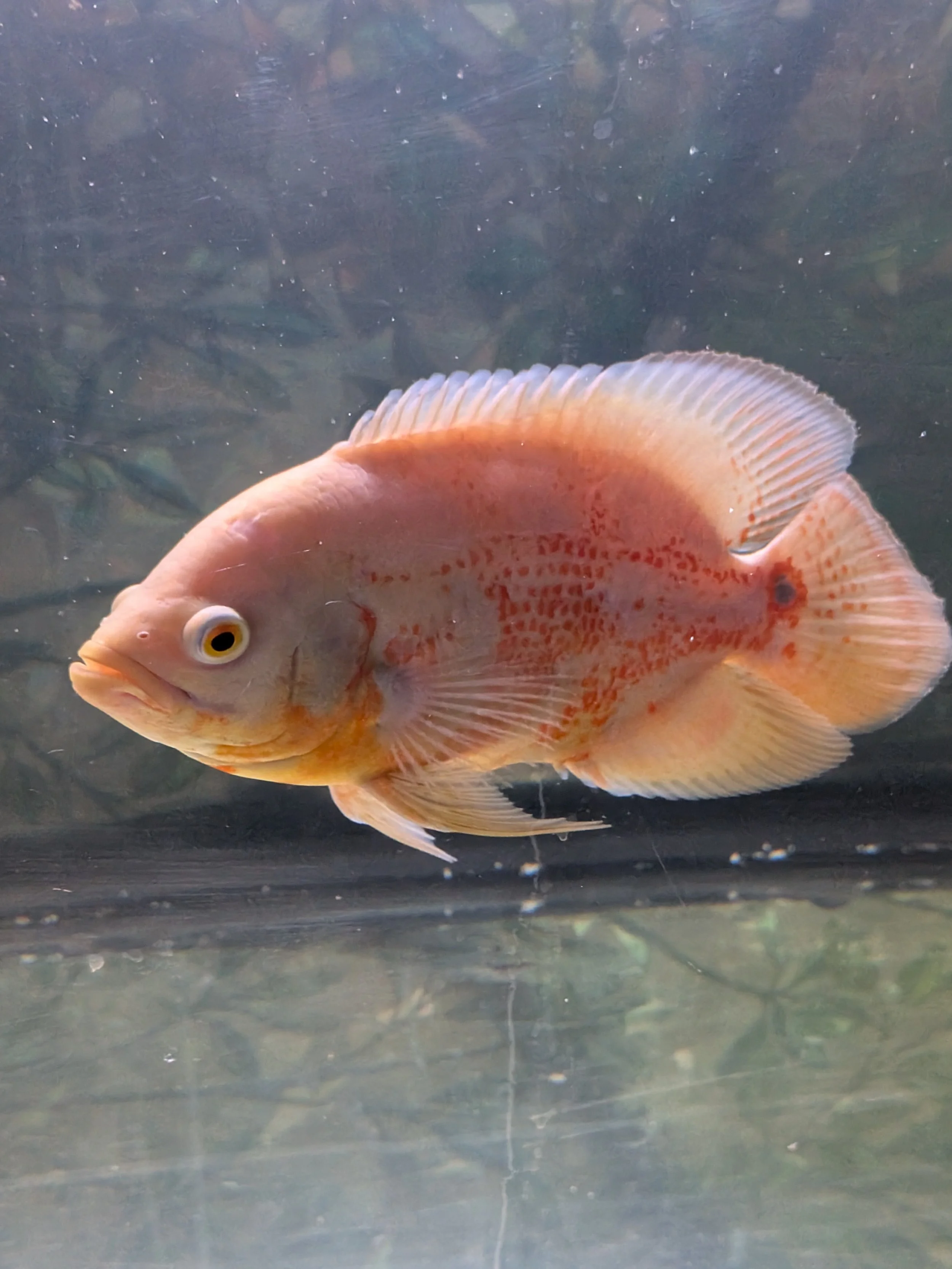 Oscar Citron Tigre Albino
