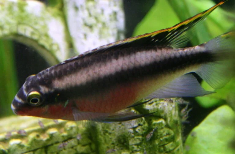 How-to-breed-Kribensis-768x503.jpg