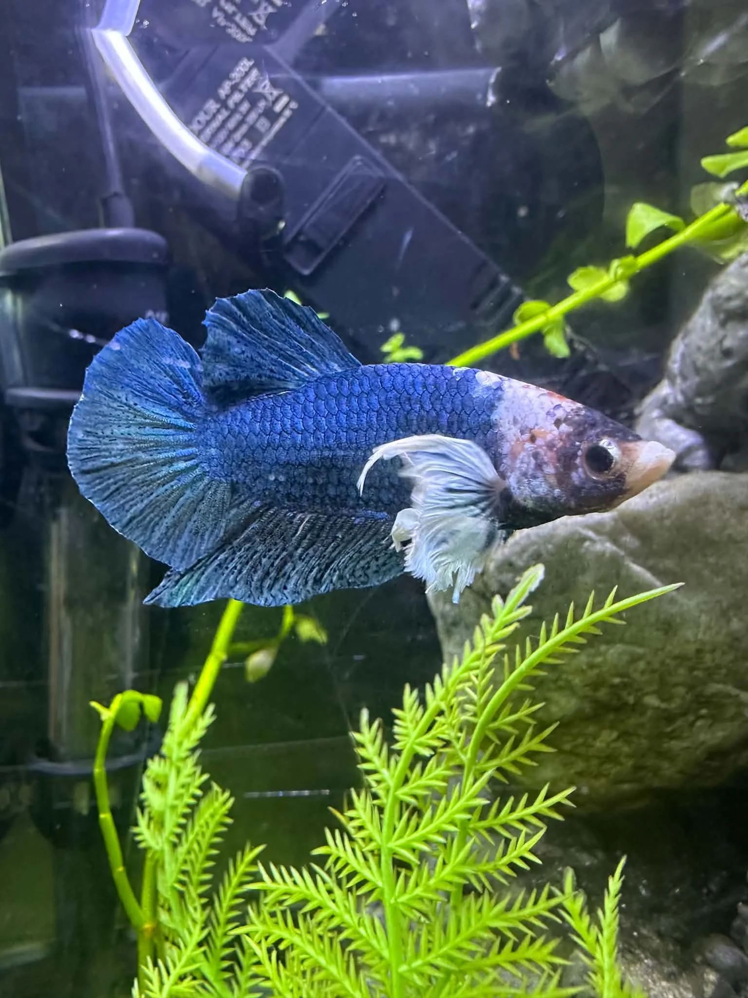 Betta Dumbo Mâle