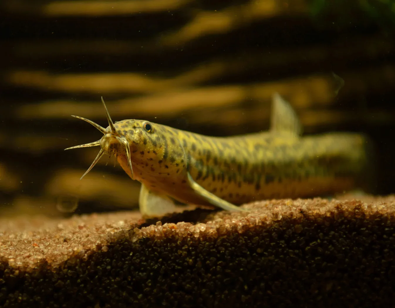Weather_loach.webp
