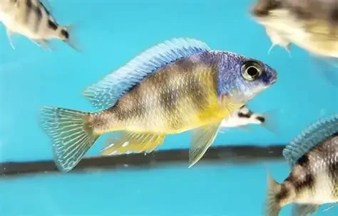 taiwanreef.webp