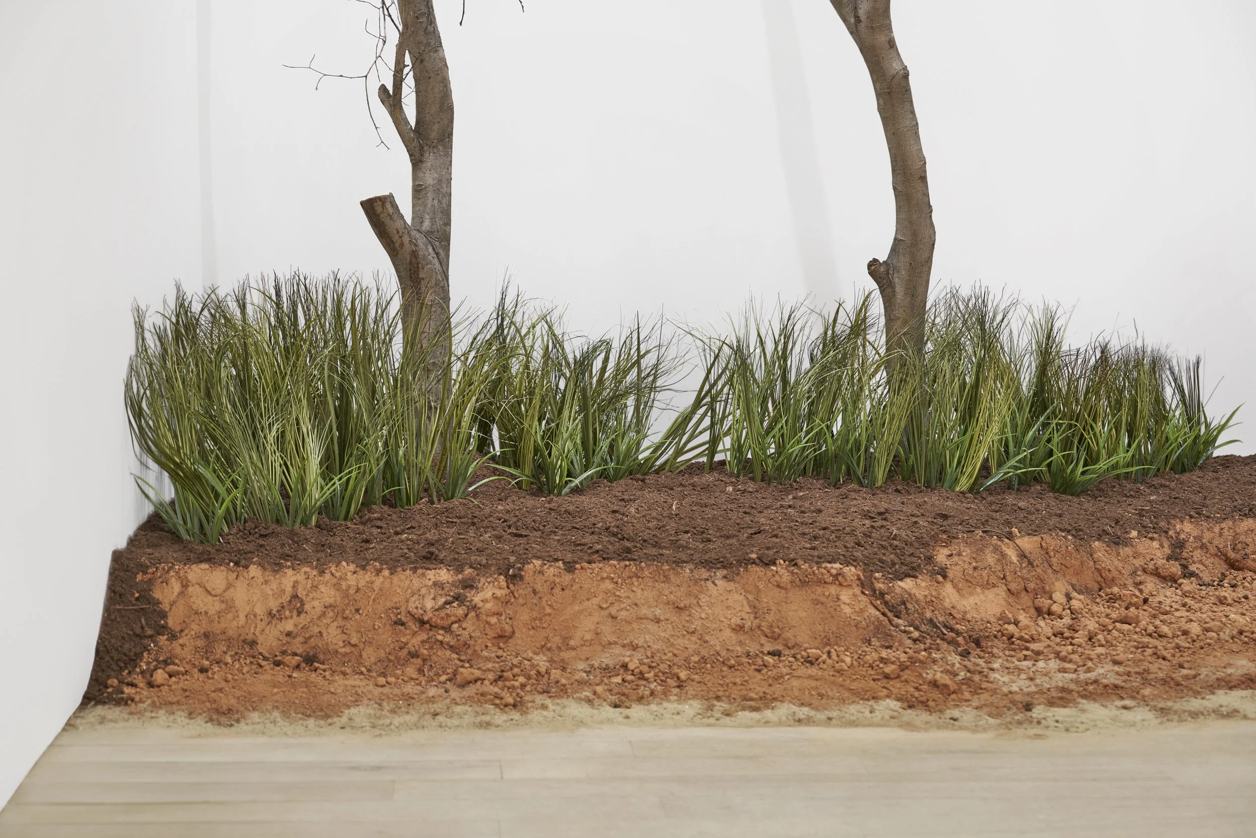 A cross-section of ground with green grass and two leafless trees, one with a branch cut, against a white wall background.