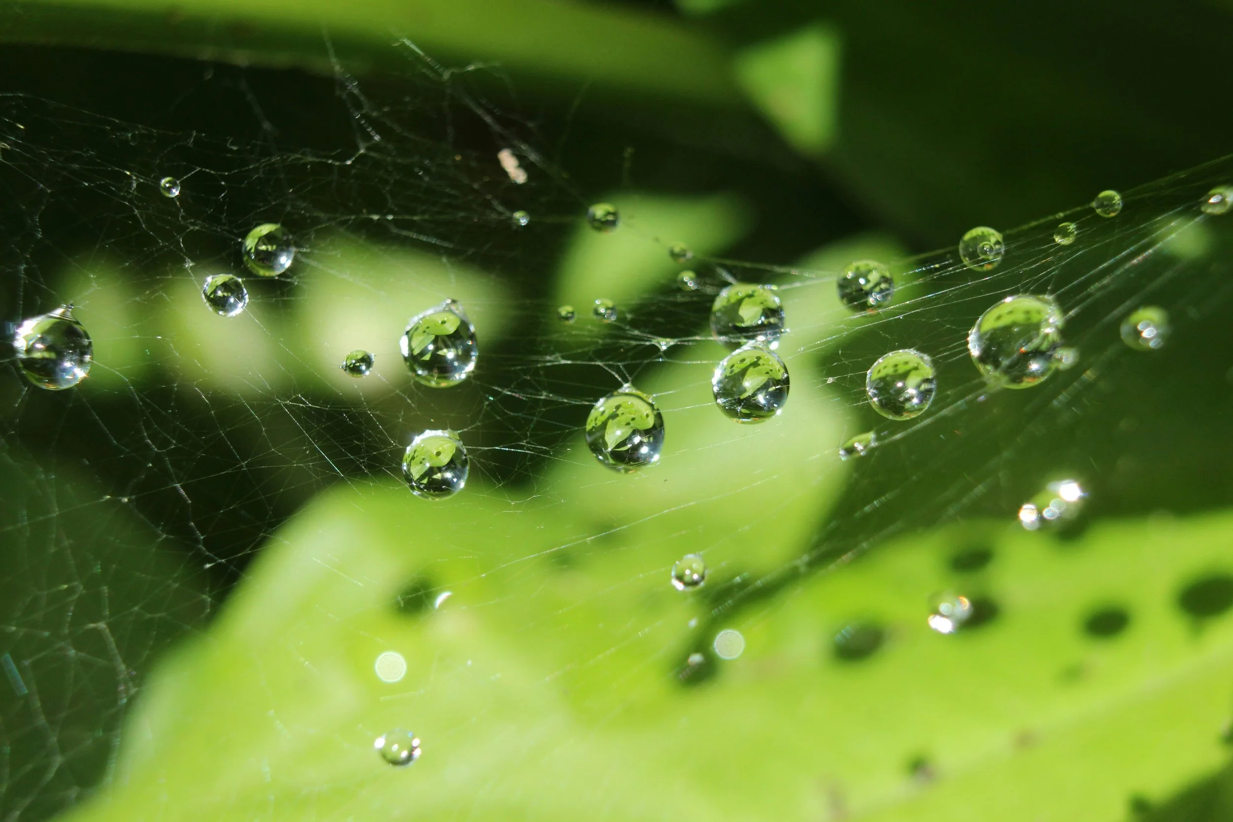 Wassertropfen im Spinnennetz als Symbol für Klarheit und neue Orientierung.