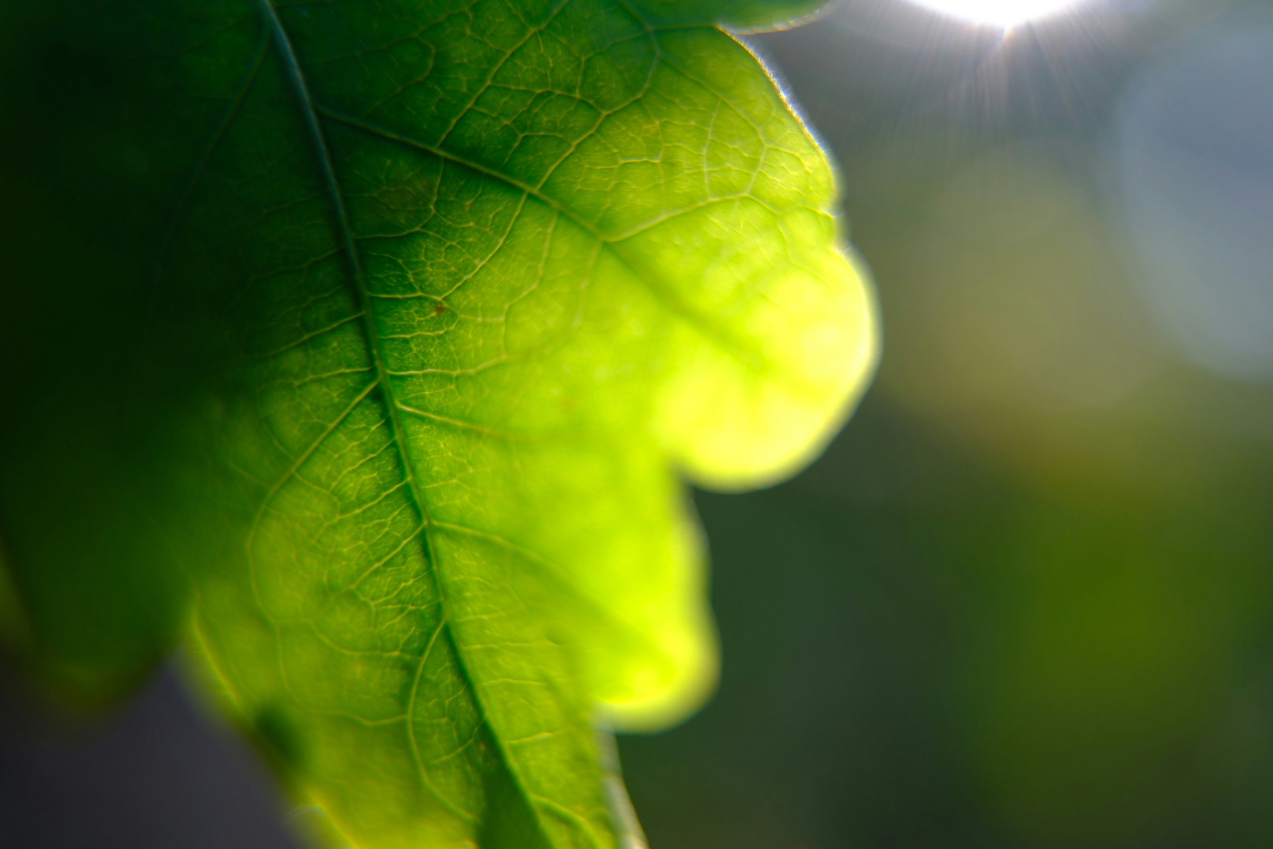 Sonnenlicht fällt auf ein grünes Blatt – als Symbol für Klarheit und Neuanfang bei der Wohnraumbegleitung