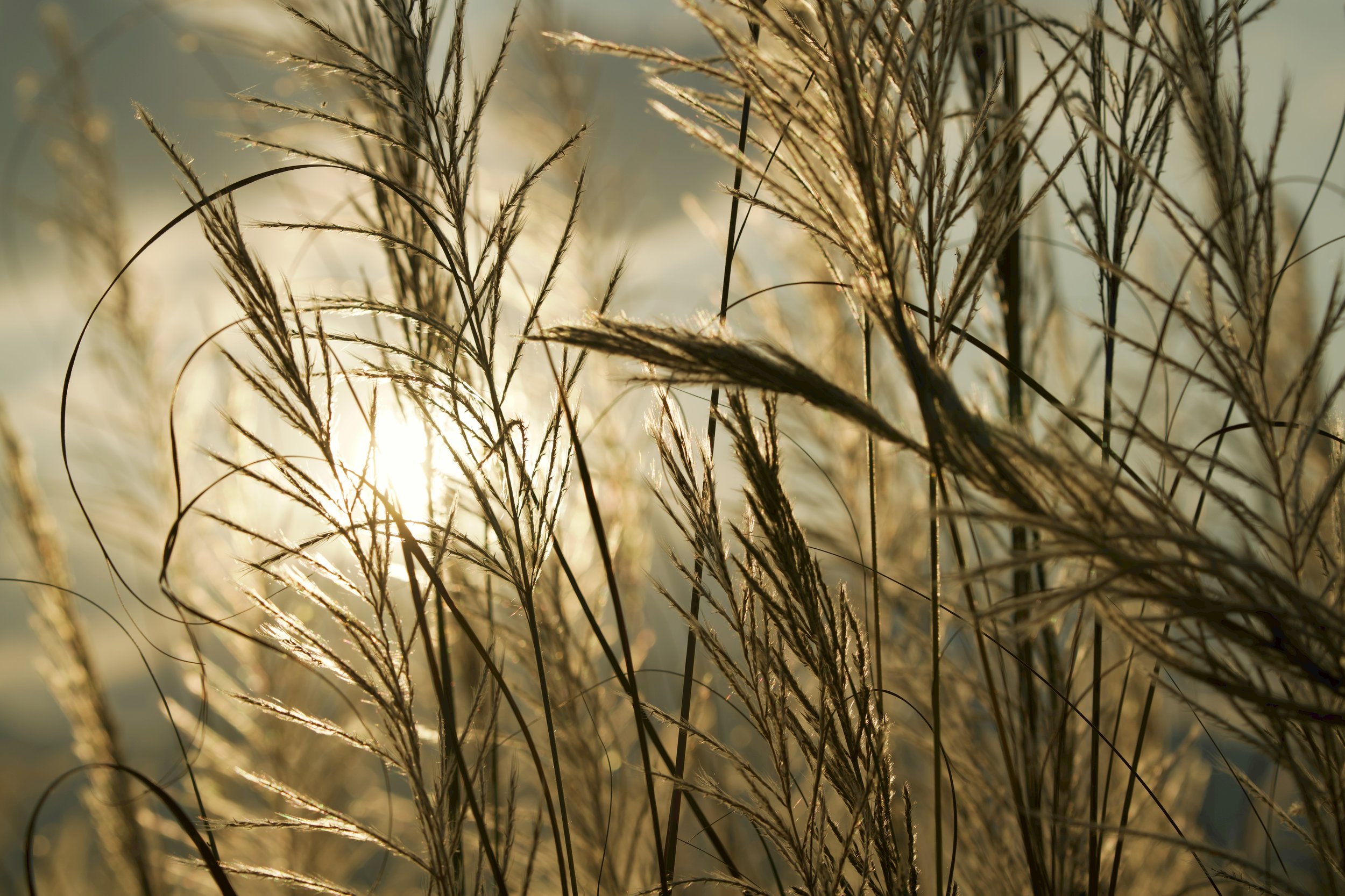Trockene Gräser im Sonnenuntergang als Symbol für das Zurückgebliebene nach einem Todesfall.
