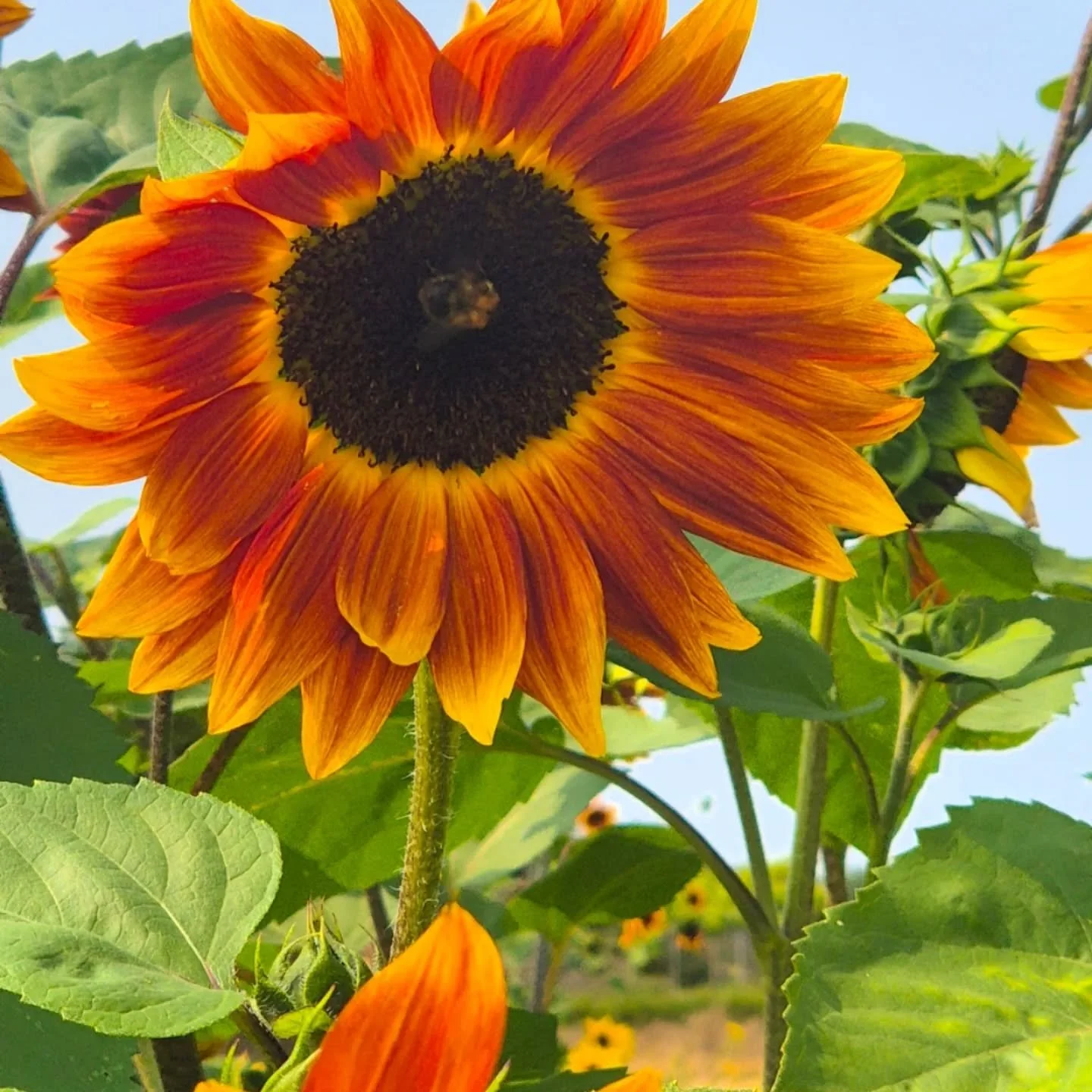 🌻 It's sunflower season 🌻