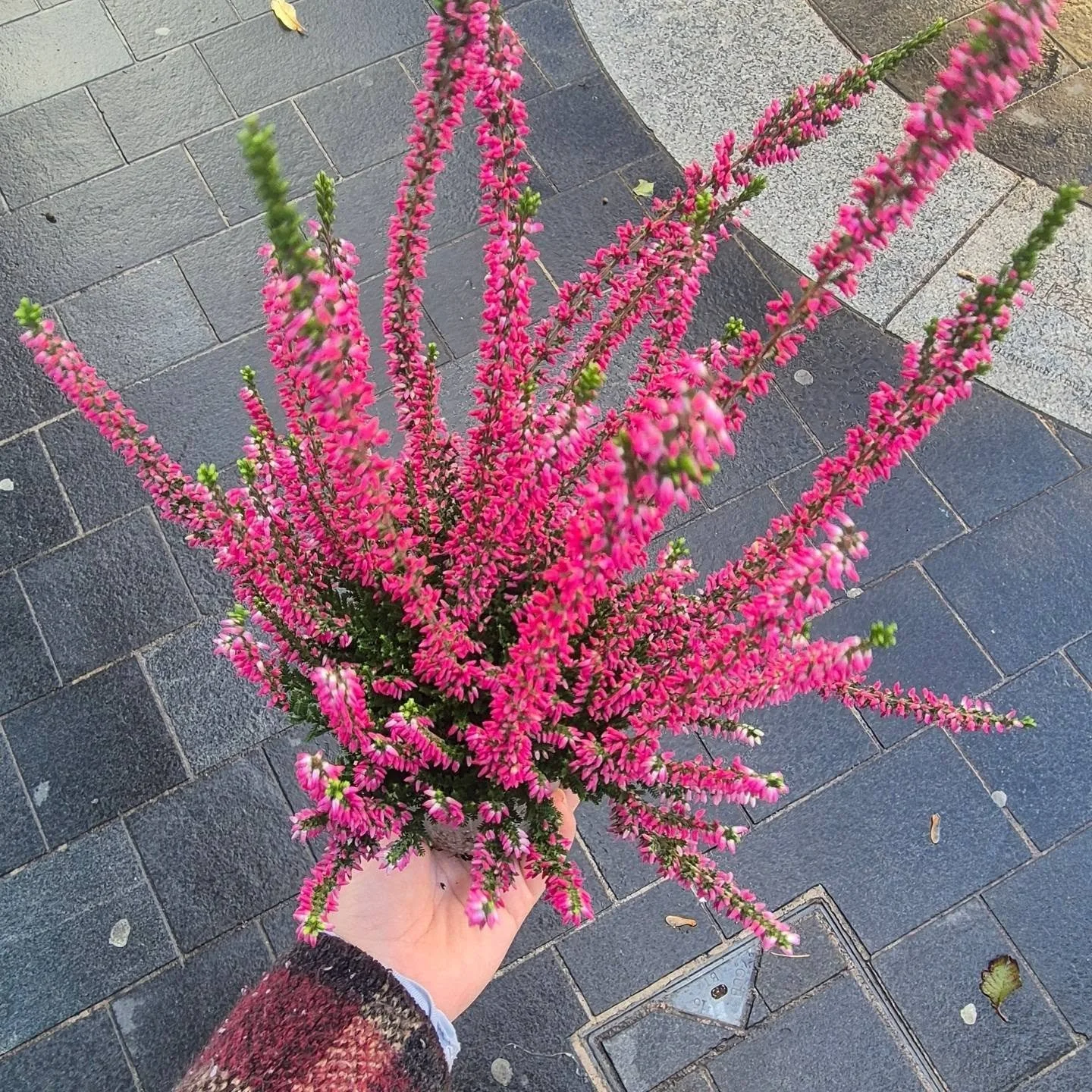On the approach to week 4 of the flower stall! Last weekend we brought a small selection of plants with us and they were a hit! Totally sold out!

The Heather's and cyclamens will be making a reappearance this week - feel free to comment or dm me if 