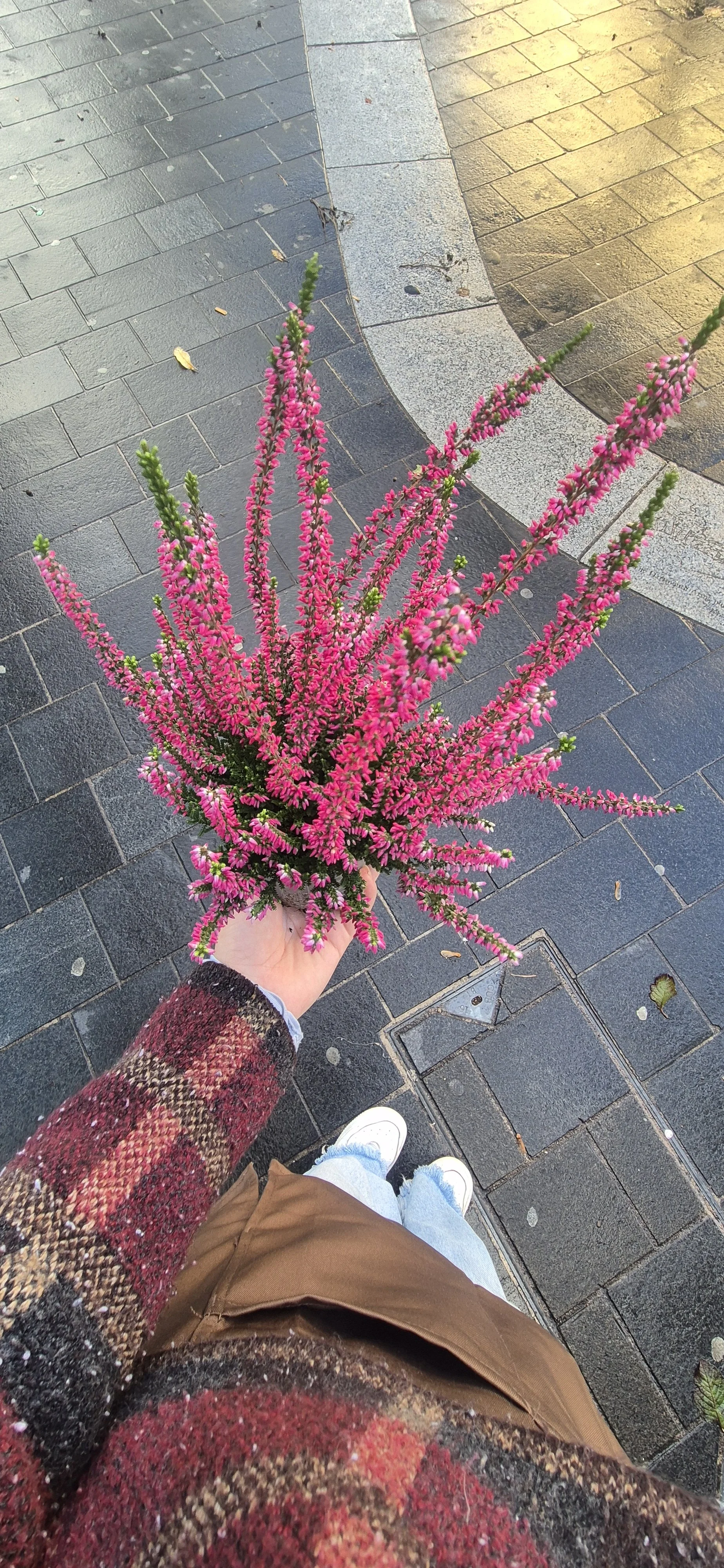 Potted Heather