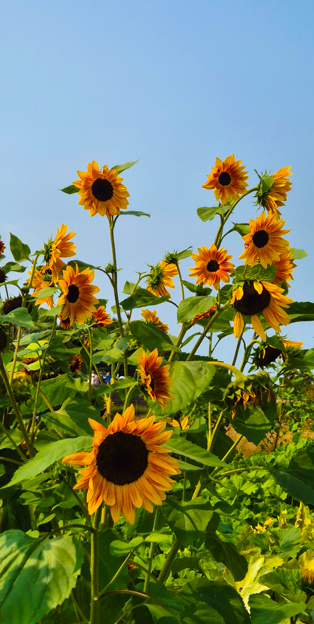 Sunflowers with yellow petals and dark centers in a field against a blue sky.