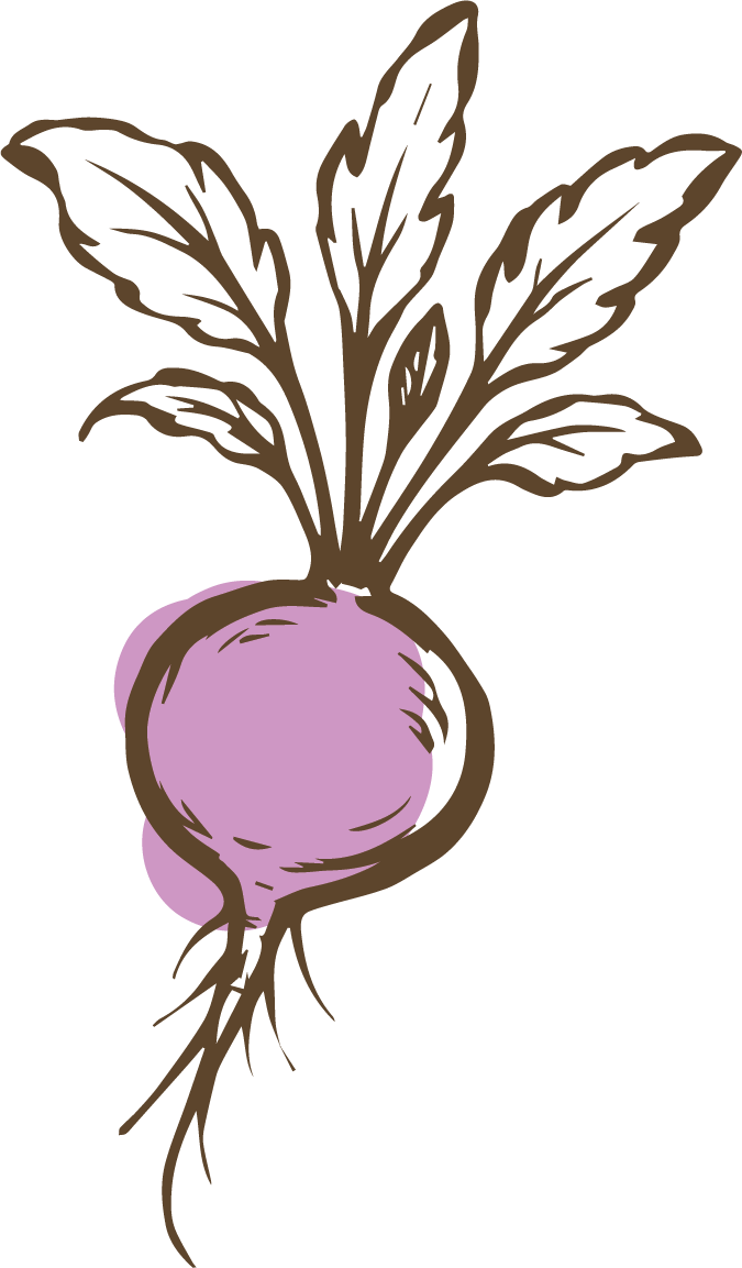 Hand-drawn illustration of a turnip with green leaves.