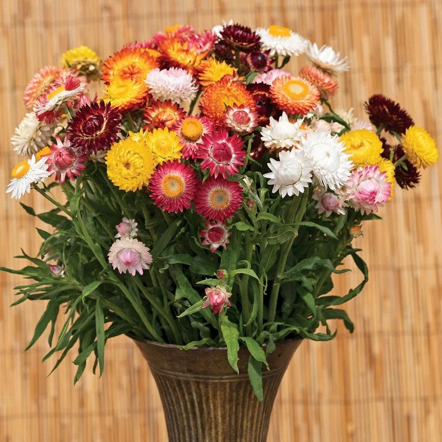 Product_MediaImage_54052-PK-P1_1.jpg