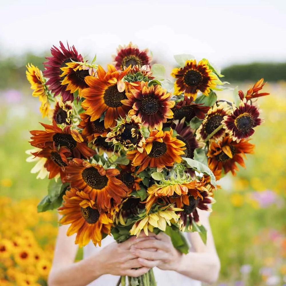 sunflower-autumn-beauty-mar-1.jpg