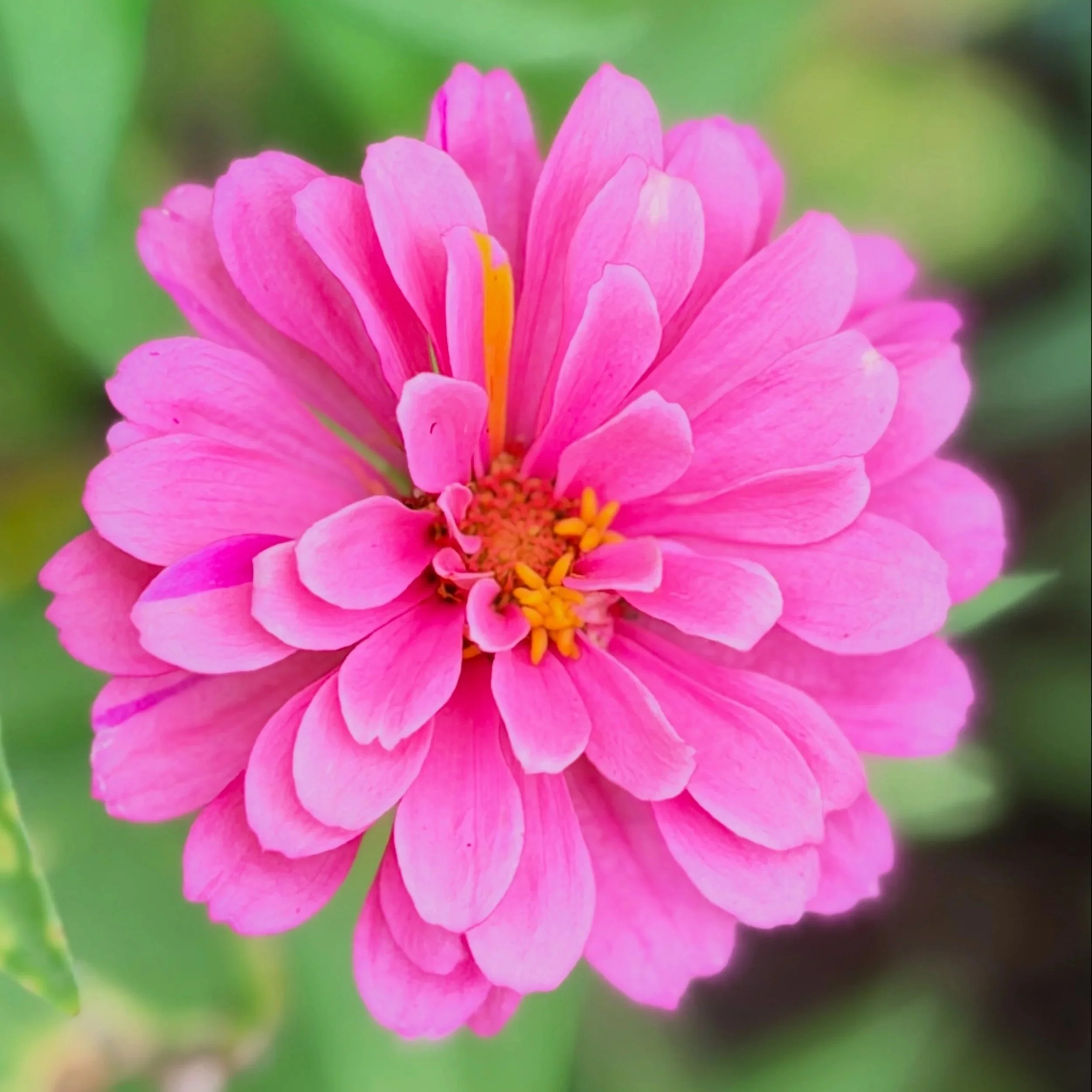 Close-up of a pink flower with several petals and yellow stamens, with a blurred green background.